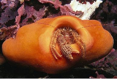 《最强豆腐》Nintendo Switch™版 2025年2月13日正式上线！